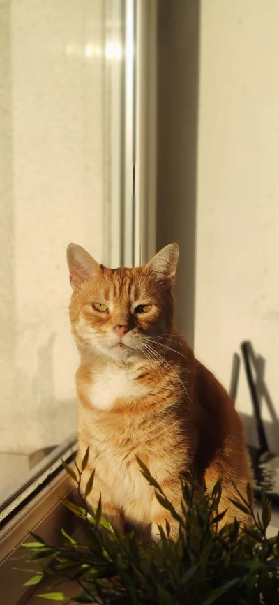 WideOpenShut - Poważna kota z dzisiejszego popołudnia ʕ•ᴥ•ʔ
#kot #pokazkota #kitku #k...
