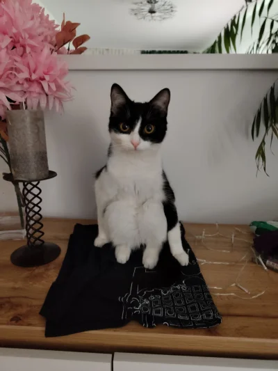 Danielnov - Czy to normalna pozycja siedząca u kota? #pokazkota