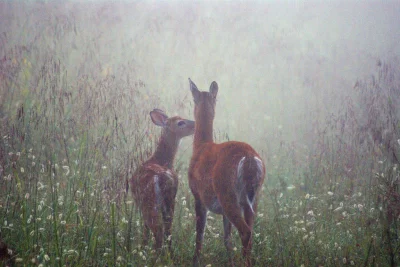 Chodtok - jestem sarenką ʕ•ᴥ•ʔ