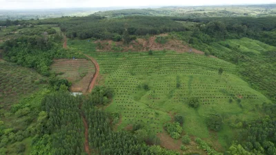 BrodatyCiul - Sprzedam 3 hektary awokado zasadzonego w czerwcu 2021 w Ratanakiri w Ka...