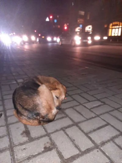 kantek007 - Piesek śpi na ulicy w kijowie
#ukraina