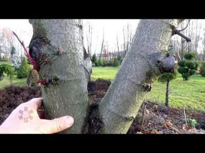 Michalski06 - Dodam, żeby nie pozostawiać drzew z dwoma gałęziami/przewodnikami ciasn...