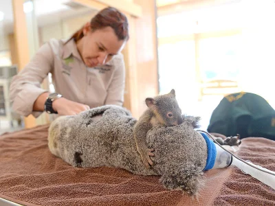 GraveDigger - Mała koala przytula swoją mamę podczas operacji ratującej jej życie.
#...