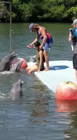 zwirz - Pan delfin nie bawi się w konwenanse.
#smiesznypiesek #delfiny #gif #gfycat ...