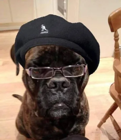 czosnekiss - Samuel L Jackson
#smiesznypiesek #heheszki #film #pokazpsa