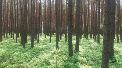 Nosburg - Taki tam ładny las :)