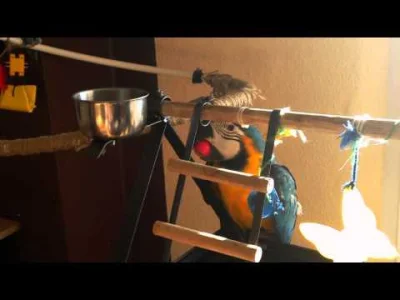 blacktyg3r - #wykopowypapug #zwierzeta #papugi 

Obiecany wcześniej filmik - zrobio...
