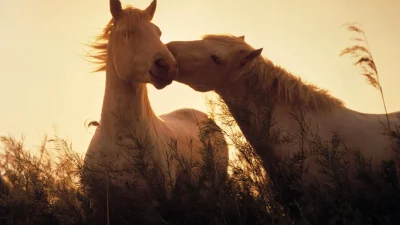 Wulfi - Konie są fajne ( ͡° ͜ʖ ͡°)

#konie #kon #zwierzeta #zwierzaczki #smiesznypi...