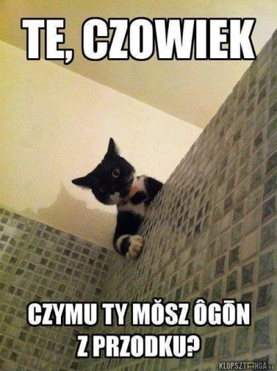 b.....k - #zodyn #kot #koty #slaskapropaganda

#wungiel #wyngiel #slaskisuchar