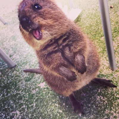 aloszkaniechbedzie - WAZZZUUUUP ʕ•ᴥ•ʔ

#quokka #quokkanadzis #zwierzaczki #smieszny...