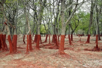 kurkuma - #fotografia 
Ten surrealistyczny widok na zdjęciu powstał na skutek katast...