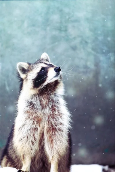 Vydra - #szop #raccoon #smiesznypiesek #zwierzaczki