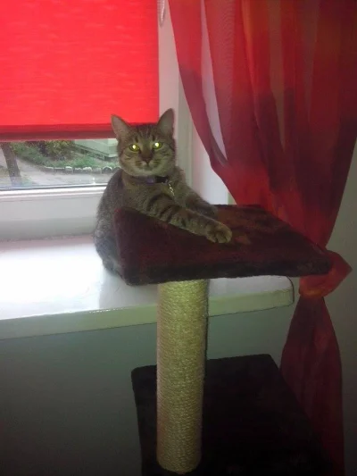 Breen - Jedno mleczko raz, proszę!

#kot #pokazkota