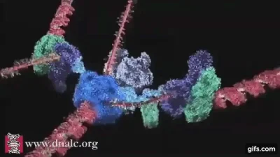 bioslawek - Filmik Replikacja DNA Polski lektor

https://www.youtube.com/watch?v=pg...