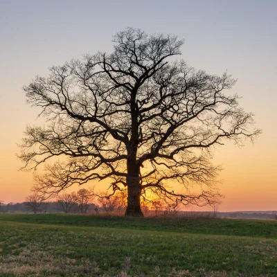 XKHYCCB2dX - Dąb na Łęgach Rogalińskich w okolicy #poznan 
#fotografia #tworczoscwla...