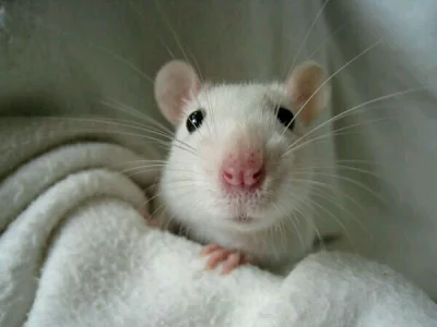 purrbea - Dzień dobry :)

#codziennyszczurek #szczury #zwierzaczki