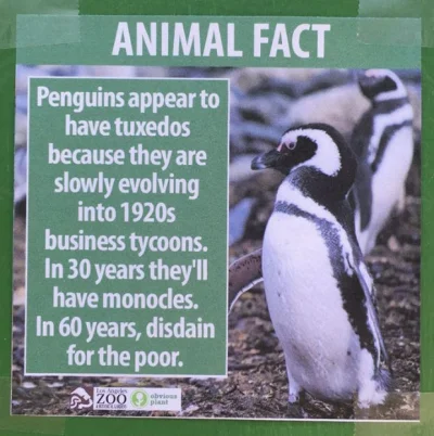 pakoz - Pingwiny wyglądają, jakby nosiły smoking, ponieważ powoli ewoluują w magnatów...