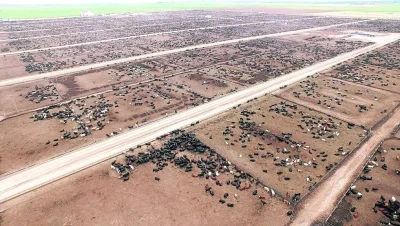 boostasioo - 50000 sztuk bydła na jednej farmie w Teksasie 
#rolnictwo
#ciekawostki