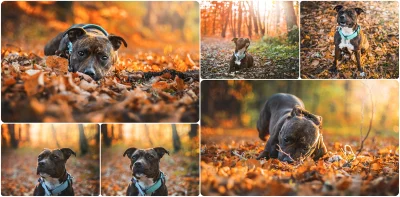 matra - A jesienny #pieseklenek wygląda właśnie tak ( ͡° ͜ʖ ͡°)
#psy #pokazpsa #smie...