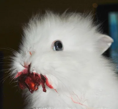 kamil1210 - Mój królik je wiśnię. Chyba...

#heheszki #smiesznypiesek #zwierzaczki