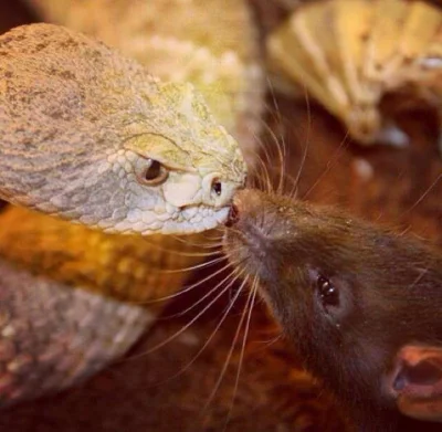 GraveDigger - Grzechotnik całuje szczurka (｡◕‿‿◕｡)
#zwierzaczki #wonsz #jadusy