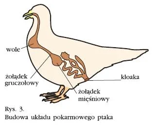 anonymous_derp - @paulakucia: I to nawet może być prawda, bo ptaki jedzą małe kamyki ...