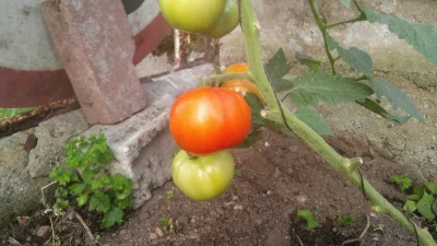 stolemy - Ale będą we mnie wchodziły pyszne #pomidory #hodujzwykopem #wlasne #ekologi...