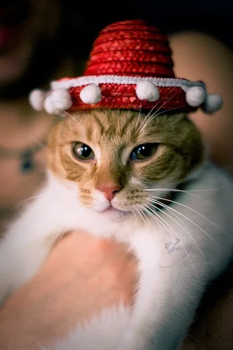Oszaty - #koty #sombrero #sombrerocats