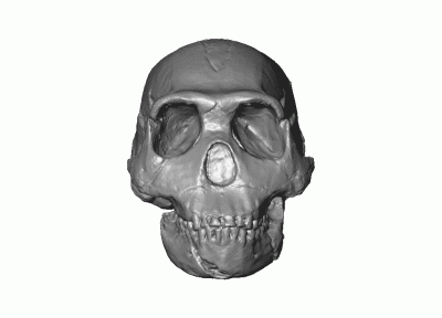 bioslawek - Homo erectus Naledi (Homo sapiens)




#nauka #ewolucja #antropologi...