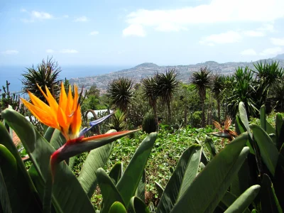 adzik7 - Funchal, Madera

Widok z ogrodu botanicznego na stolicę wyspy. Wyspa bajec...