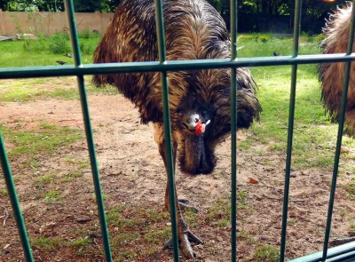 Doskanoness - Będąc w łódzkim zoo zauważyłem, że na wybiegu leży smoczek.
Wysłałem k...