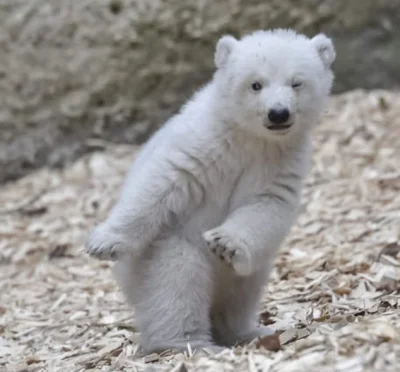 aloszkaniechbedzie - Miś polarny w niemieckim zoo zaczyna chodzić i ; )

#zwierzaczki...