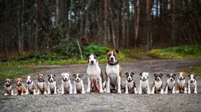 NaSmyczy - Takie śliczności (｡◕‿‿◕｡) 

#psy #pies #amstaff #ttb