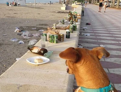 Kosciany - Zakaz wyprowadzania psów bo mogą się zesrać na plaży ....
#smiesznypiesek