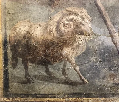 myrmekochoria - Malowidło ścienne z Pompejów przedstawiające barana

#starszezwoje ...