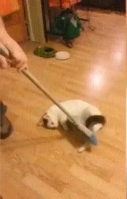 likk - koto-curling się kotku podoba