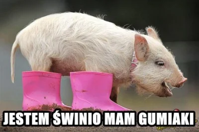 StinkyWinky - pierwszy



#smiesznypiesek #swinia #kalosze