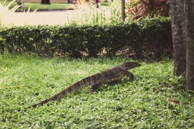 neufrin - W Bangkoku jest park po którym chodzą sobie swobodnie warany. Jest to też u...