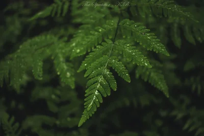 momo94 - #fotografia #mojezdjecie #rosliny #las 
Łapcie deszczową paprotkę ᕙ(✿ ͟ʖ✿)ᕗ