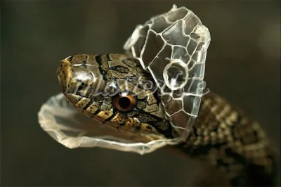 tyrald - @h3lloya: węże nie mają powiek i nie mogą zamknąć oczu. Chroni je cienka i p...