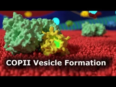 bioslawek - Formowanie pęcherzyka transportującego typu COPII


#antybiotyk #inhib...