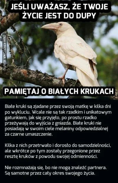 Ichaerbledd - Ma ktoś jakieś źródła dotyczące życia takiego łosia albinosa? Czy jest ...