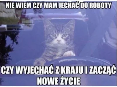 Ogladacz2137 - #koty #pracbaza