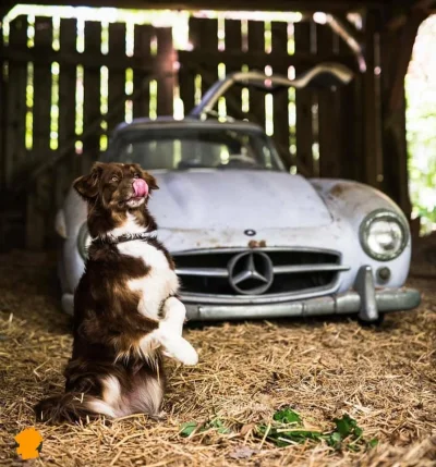 Zwiadowca_Historii - Niezwykły 'barn find' - legendarny Mercedes-Benz 300 SL Gullwing...