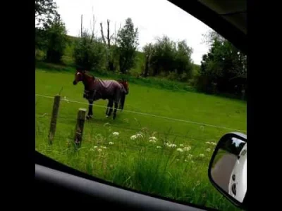 F.....a - @Kat__Rzeznikow: Horse approves ( ͡° ͜ʖ ͡°)