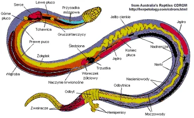 dvmivnn - anatomia węża
#zwierzaczki #anatomia