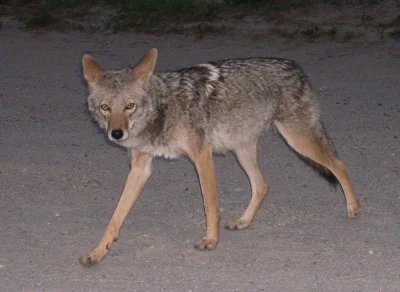 orkako - @angelo_sodano: 
Kojot preriowy (Canis latrans)