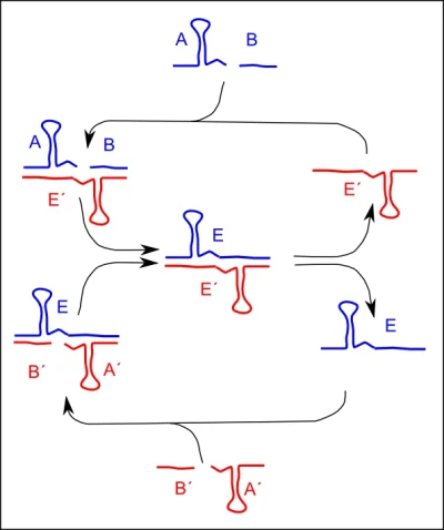 bioslawek - > RNA

@levil: Akurat ( ͡° ͜ʖ ͡°)

Replikujące się rybozymy -Eksperym...