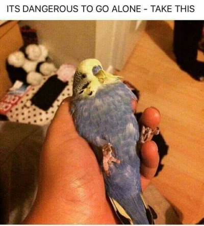 Gr3gor - #birb