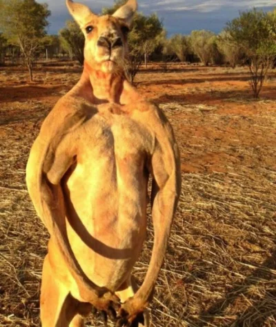 Obles - Mam nieodparte wrażenie, że kangury to w pełni świadome i myslace istoty, bli...